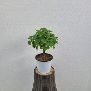 실내공기정화식물 외목대 장미허브 중품 25~35cm 109