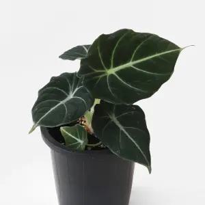 블랙벨벳 알로카시아 소형 공기정화 인테리어 식물