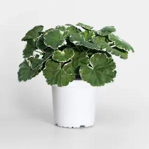 화이트링 제라늄 중형 야생화 페라고늄 벌레퇴치 식물 꽃모종