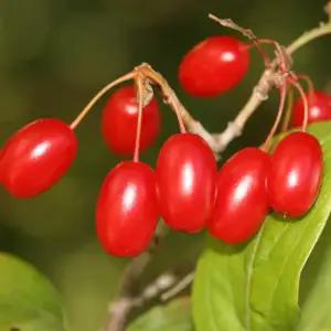 산수유나무 묘목 실생2년생 노지월동 정원용 조경나무 유실수(목하원예조경)