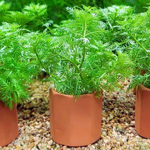 호토니아 팔루스트리스 포트수초 어항 수족관