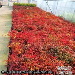 [같이가치농원]남천 포트 모종 생울타리 나무 단풍 정원조경나무 겨울조경 붉은열매 남천 묘목 노지월동