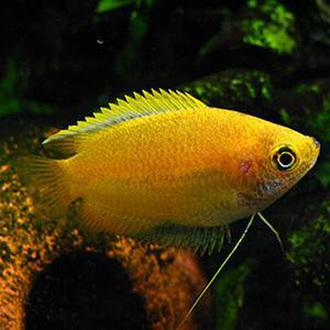 골든구라미 2마리