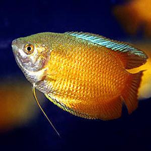 썬셋 구라미 2마리