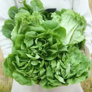 유러피안 샐러드 채소 야채 유럽 모듬 쌈채소 1kg 버터헤드 카이피라 로메인 이자벨 프릴아이스 3~6종 랜덤