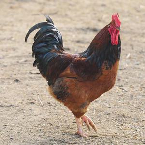 [부화용] 한엽 3호종 토종닭 - 유정란 30개