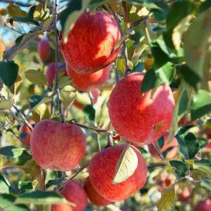 오늘아침 세척사과 5kg 25과