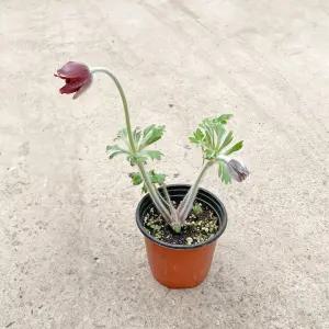 할미꽃 소형 꽃 모종 인테리어 식물