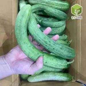 국내산 못난이 보통 백오이 백다다기오이 10kg