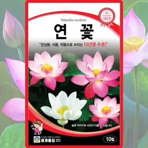 세계종묘 연꽃 씨앗 10립 다년생 수초 연꽃씨 종자