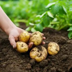 수미감자 10kg [소,중,특]