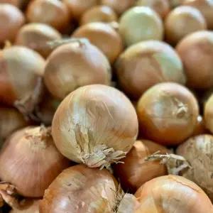 단단하고 신선한 햇 양파 3kg 국내산 무안