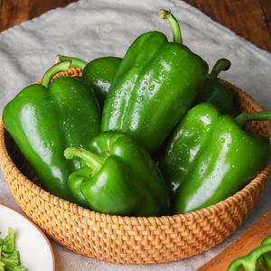 청피망[상 사이즈] 5kg