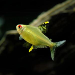 [힘찬열대어] 레몬 테트라 6마리