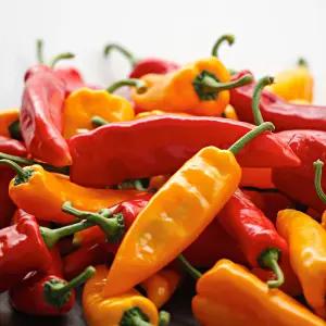 [산지별미] 오아로파프리카 고당도 트리벨리 파프리카 1.5kg