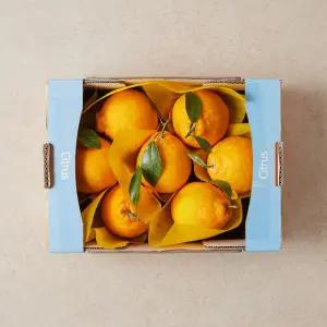 서귀포 한라봉 1.8kg 박스