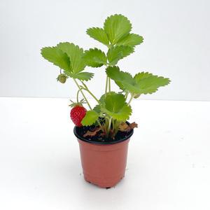 딸기 설향 모종 딸기화분 베란다 텃밭 화분 집에서 딸기키우기