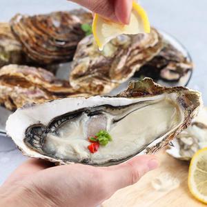 산지직송 거제 대왕굴 삼배체 굴 2kg