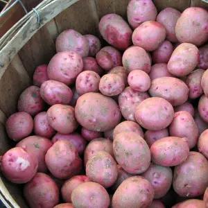 포슬한 진주 밀양 홍 감자 5kg 80개이상 소 20 25년 햇감자 분나는감자 카스테라감자 카스테라홍감자