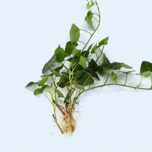 하트 아이비 세척 모종 소형 수경재배 식물 키우기쉬운 인테리어 실내공기정화 식물