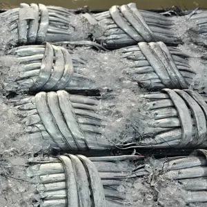 싱싱햇 국산 생물 갈치 목포 생갈치 3kg