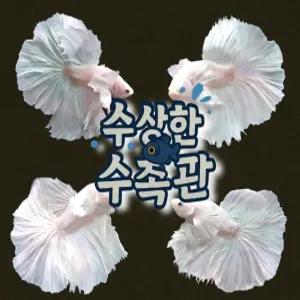 [수상한수족관] [하프문베타 ]솔리드색상 화이트 덤보 하프문 수컷 베타 / 1마리 / 랜덤발송