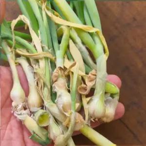 삼동파 주아 토종 삼동 대파 파 모종 층층파 20개