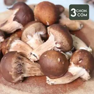 [삼촌밥먹자] 충북 무농약버섯 참송이 버섯 1kg 중품