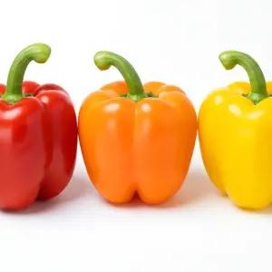 파프리카 빨강 노랑 3kg 5kg