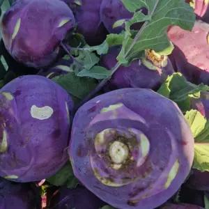 아삭 달콤한 해풍 맞고 자란 제주 콜라비 못난이 3kg