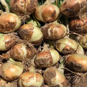 국내산 단단한 햇양파 10kg 소