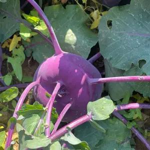 돌담프룻 제주 아삭아삭 햇 콜라비 4.5kg