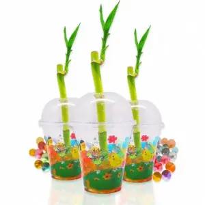 [텐바이텐][두두엠] 개운죽 키우기 [10인 세트]