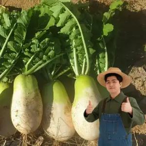 산지발송 제주도 월동무 무청제거 김장용 세척무우 2kg~