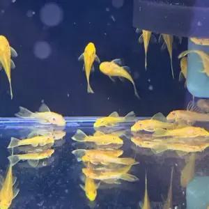 144 안시숏핀 2마리 3cm 전후 청소물고기