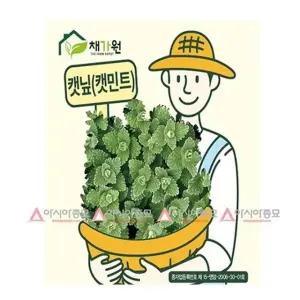 허브씨앗 캣닢 캣민트 200립 고양이 선호 허브 꽃씨앗 허브 야생화종자(AS)
