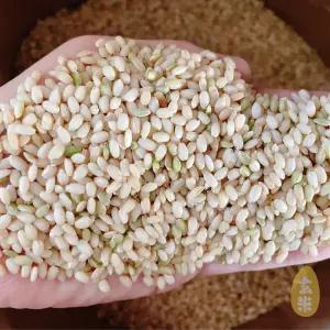 국산 찰현미 10kg (5kg+5kg) 찹쌀현미 현미찹쌀