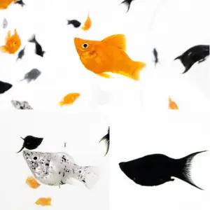 새끼를 잘 낳는 풍선몰리 4마리 랜덤발송