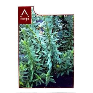 히솝 허브 씨앗 고기 생선에 어울리는 허브종자