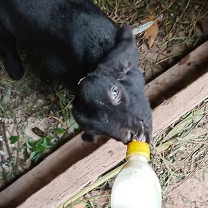 양젖꼭지 새끼 돼지 먹이기 동물용 전용 젖 젖꼭지 신기 사육 양젖병