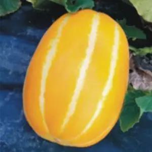 참외씨앗 과일종자 키우기 채소 50립 참외 참외씨 정원꾸미기 원예작물 품종