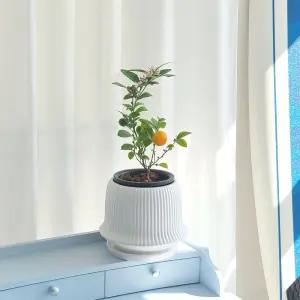 모던 도기 세로줄 화분 MCP203 18x19cm 화이트집 예쁜 식물 선물 장식 디자인 꾸미기 정원 도자기 인테리어