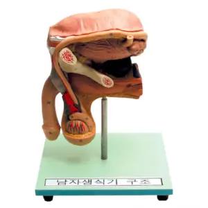 비뇨기과 셩교육 남자 하반신 구조 단면 의대 생물실 산부인과
