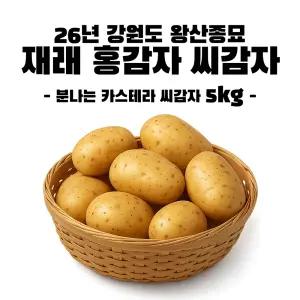 왕산종묘 강원도 홍감자 씨감자 종자 5kg