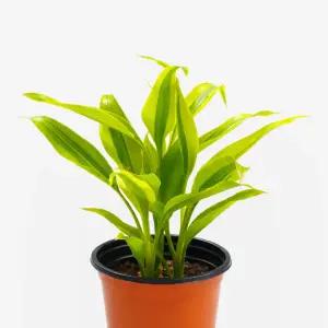 산데리아나 빅토리아 골드 소형 관엽식물 실내공기정화 인테리어 식물