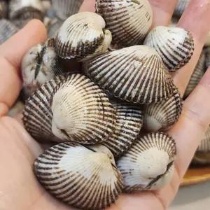 국내산 벌교 새꼬막 3kg 6kg 벌교꼬막 당일채취 여자만채취 소크기