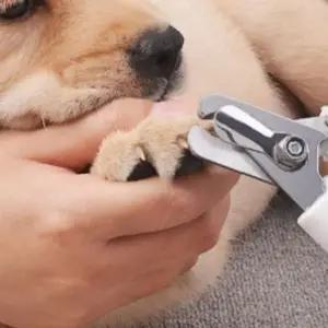 반려동물 발톱깎이 강아지 고양이 네일케어 펫용품 그루밍 발톱관리 애완동물 손질도구