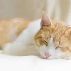 반려동물 대형 침대 방석 애견 담요 극세사 수면 매트 (WFKKMQS)