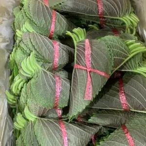 국내산 깻잎 20묶음 1kg 내외