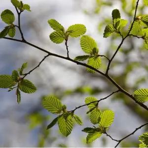 붉나무 씨앗 50립 관상·조경용 수목 (FC)